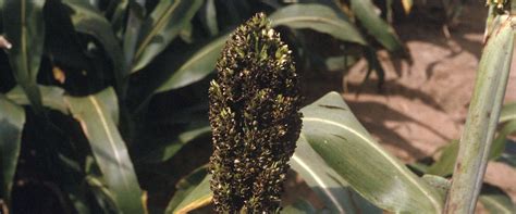 Sorghum Diseases National Agricultural Advisory Services