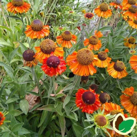 Solbrud Short N´sassy Helenium Hybrid Short N´sassy