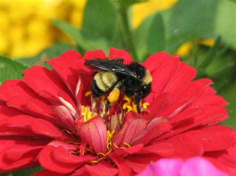 Bumble Bee On Zinnia Look At That Big Pollen Sack On Its L Amy