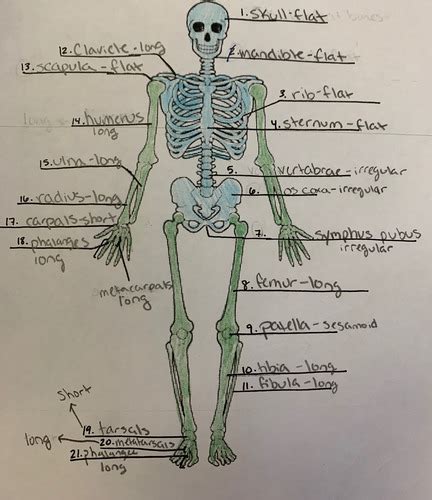 Skeletal System Flashcards Quizlet