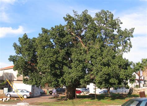 Sicomoro Ficus Sycomoro Rbol Ex Tico Para Decorar Tu Jard N