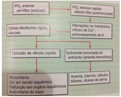 Anemia Falciforme E Anemia Hemol Tica Qual A Rela O Colunistas