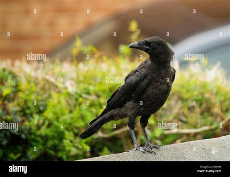 Fledgling Crow