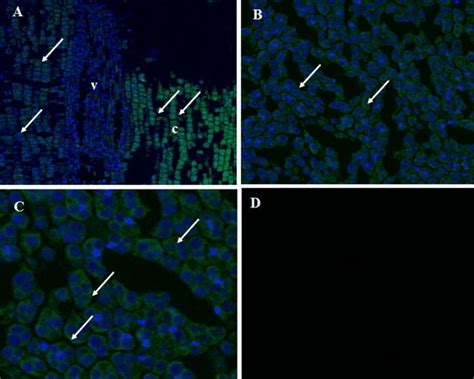 Merge Fluorescence Microscopy Images Showing Immunofluorescence