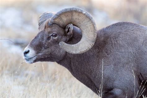 Colorado Rocky Mountain Bighorn Sheep Profile Of A Bighorn Ram Stock