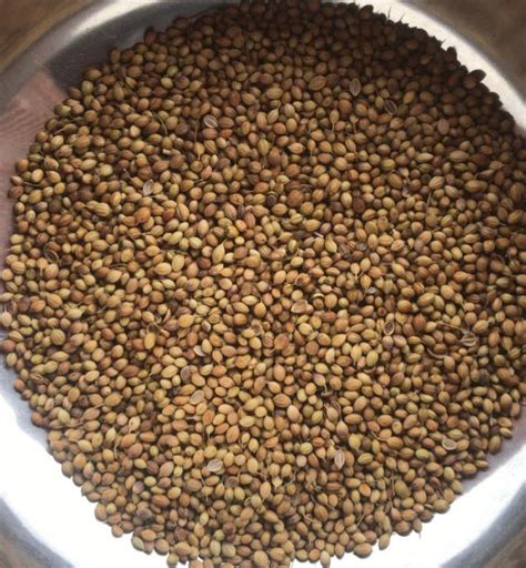 Brown Dried Coriander Seeds For Food Preparation At 99 Kilogram In Hubli