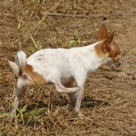 Tapón mucoso de perra embarazada cómo es qmascota