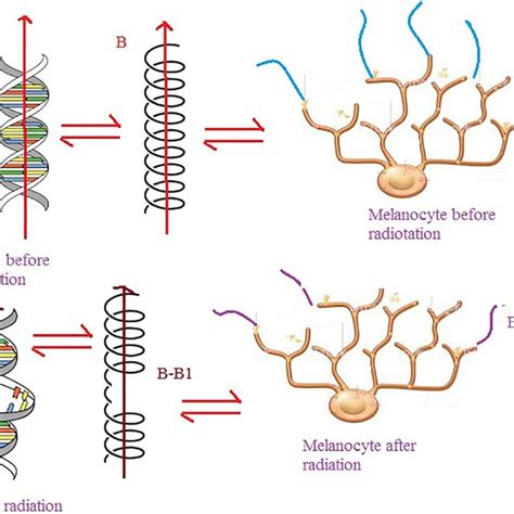 DNA waves of melanocytes are different before and after UV radiation | Download Scientific Diagram