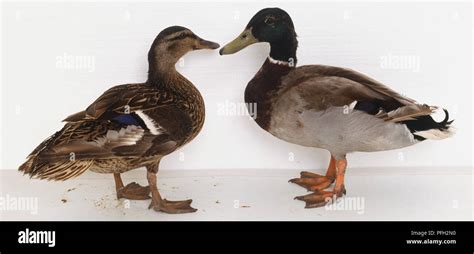 Mallard Anas Platyrhynchos 2 Mallards Standing Face To Face With Each