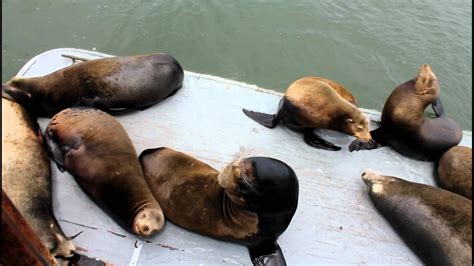 Santa Cruz Boardwalk Sea Lions Youtube