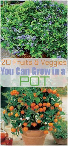 20 Fruits And Vegetables You Can Grow In Pots Artofit