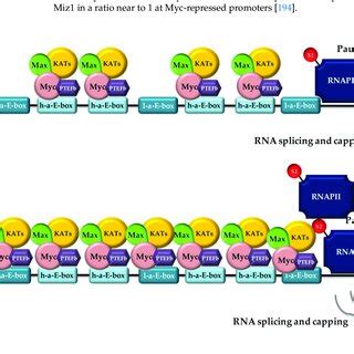 Myc regulation of gene transcription in healthy and cancer cells.... | Download Scientific Diagram