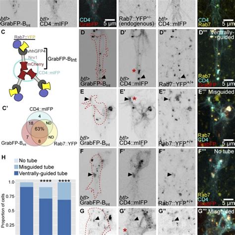 Mislocalization Of Late Endosomes And Subcellular Tube Guidance A And