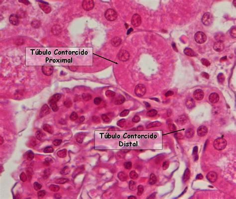 HISTOLOGIA Rim