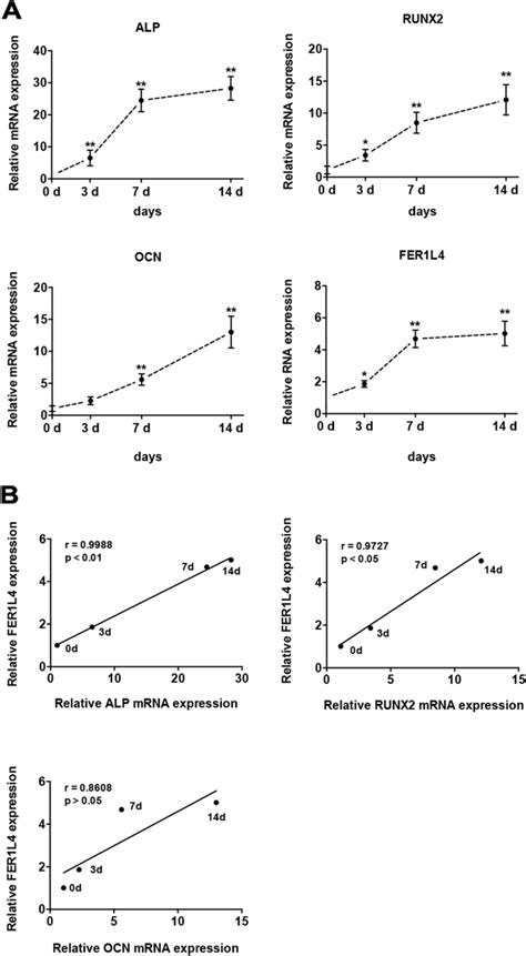 Dynamic Expression Profile Of Fer1l4 During The Osteogenic