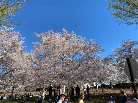 PHOTOS: Cherry Blossoms 2023 - WTOP News