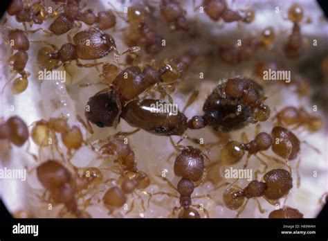 Ant (Oligomyrmex sp) queen with workers, world's smallest ant ...