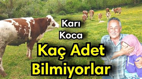 Köyde Büyükbaş Hayvancılık YouTube