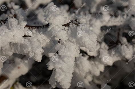 close  photography  hoarfrost stock photo image  frost twig