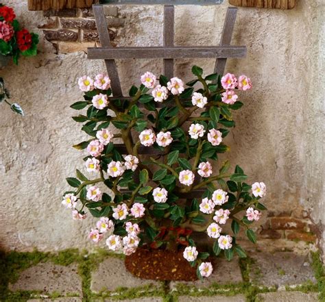 images  miniature gardens flowers plants  pinterest