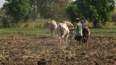 Het Werken Van Het Land Met De Ploeg Met Ossen Stock Footage Video Of