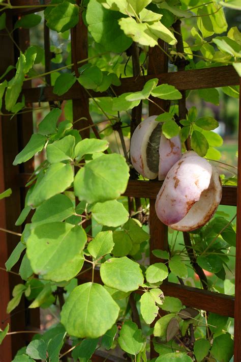 Fileakebia Quinata Fruits Wikimedia Commons