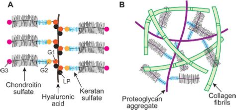 Proteoglycan Aggregate