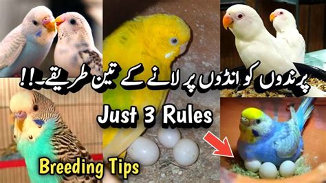 3 Breeding Rules For Birds Budgies Breeding Tips Budgies Breeding