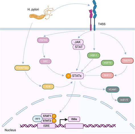 Frontiers Helicobacter Pylori Regulates Stomach Diseases By