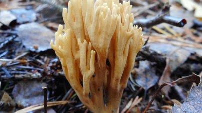 Ramaria Eumorpha The Ultimate Mushroom Guide