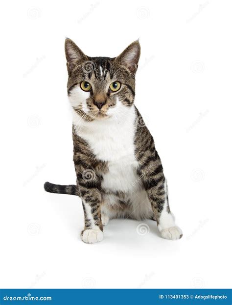 Tabby Cat Sitting Looking At Camera Stock Image Image Of Tabby