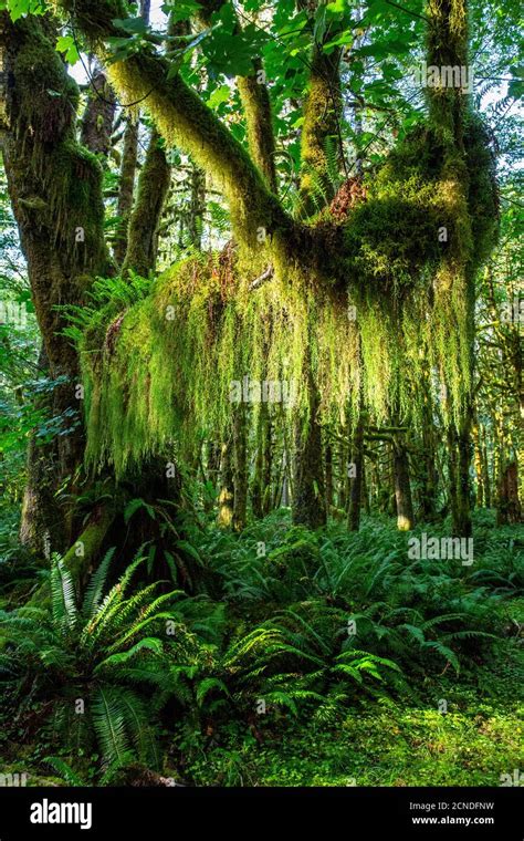 Temperate Rain Forest On The Maple Glade Trail Quinault Rain Forest Olympic National Park