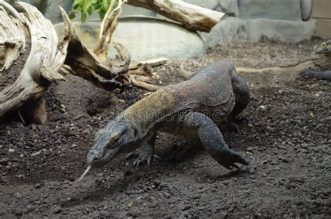 Drag N De Komodo El Lagarto M S Grande Del Mundo Foto De Archivo