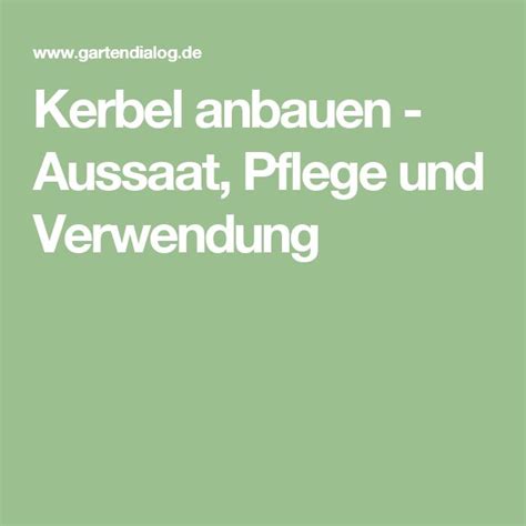 Kerbel Anbauen Aussaat Pflege Und Verwendung Anbau Kr Uter