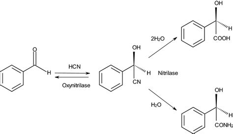 Enantioselective Synthesis Of R Mandelic Acid And R Mandelic Acid