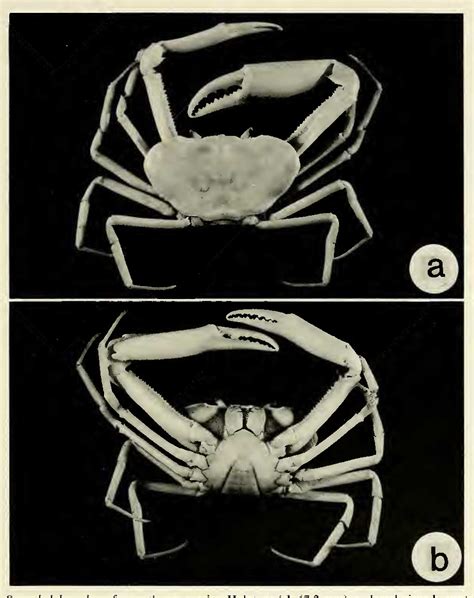 Figure From A New Genus And Two New Species Of Freshwater Crabs From