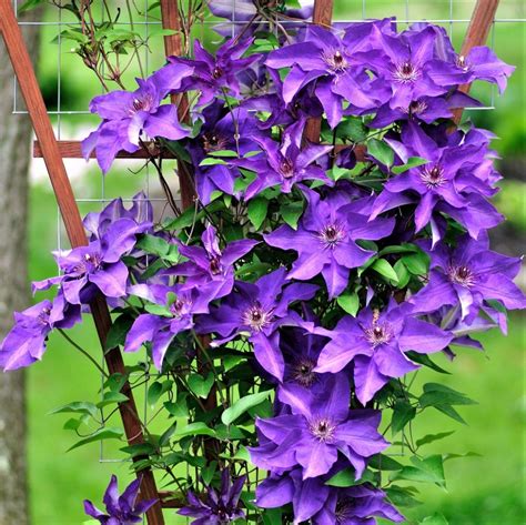 Clematis The President - Beechmount Garden Centre