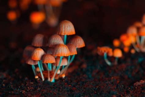 What Does Decriminalizing Magic Mushrooms Actually Mean Wim Scientific Laboratories