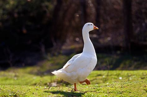 Gansos blancos grandes caminando pacíficamente juntos en un prado verde