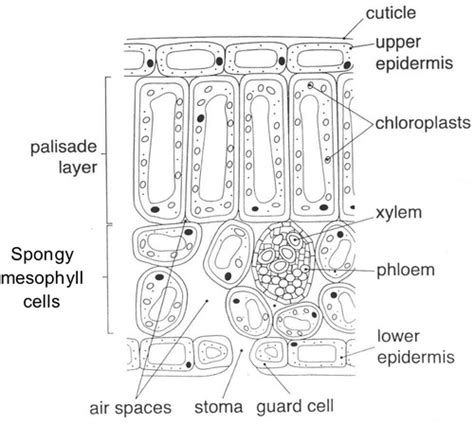 Biology Paper Plant Organs And Systems Flashcards Quizlet