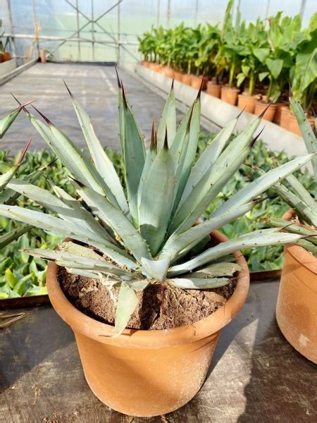 Agave Gentryi Agaven Gartenpflanzen Der Palmenmann