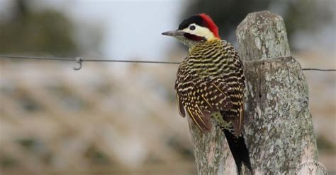 Pica Pau Verde Barrado Biofaces Bring Nature Closer