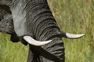 African elephant tusks - Stock Image - C003/0188 - Science Photo Library