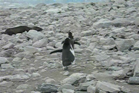 Penguins Running GIFs - Find & Share on GIPHY