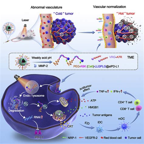 Transforming Cold Tumors Into Hot Ones Via Tumor Microenvironment