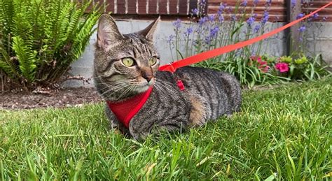 Taking Your Cat For A Walk How I Leash Trained My Cat