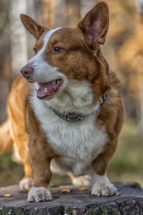 Red and White Corgi in the Autumn Forest Stock Image - Image of grass ...