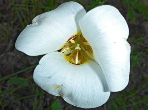 Yellow Anthers Photos Of Calochortus Nuttallii Liliaceae