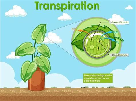 Transpiration Vector Art, Icons, and Graphics for Free Download