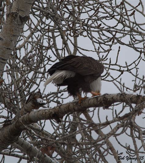 Boise Hawks | Flight of the Peregrine